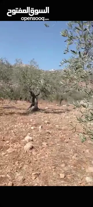 ارض للبيع في قروا بني زيد المساحه 14دونم طابو سلطه