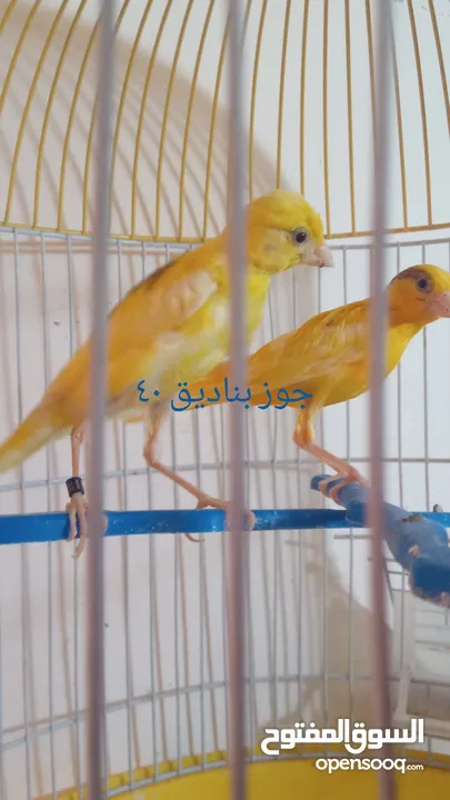 التفاصيل في الصور
