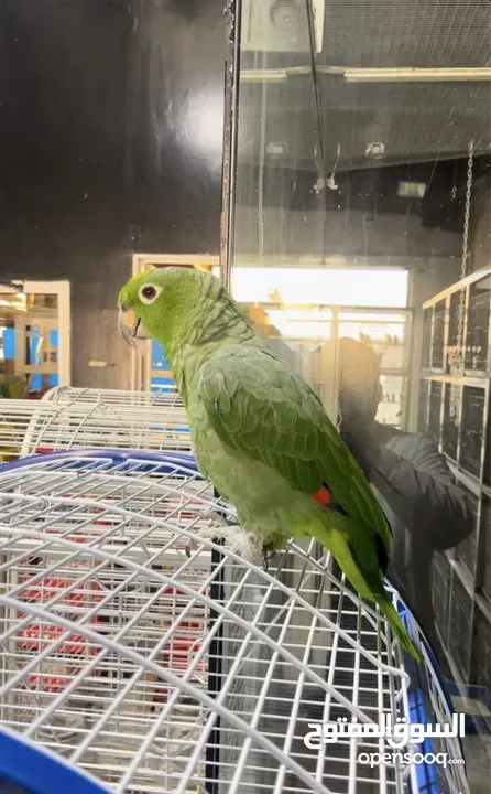 ببغاء أمازون جامبو يلو هيد Jumbo Yellow Head Amazon Parrot