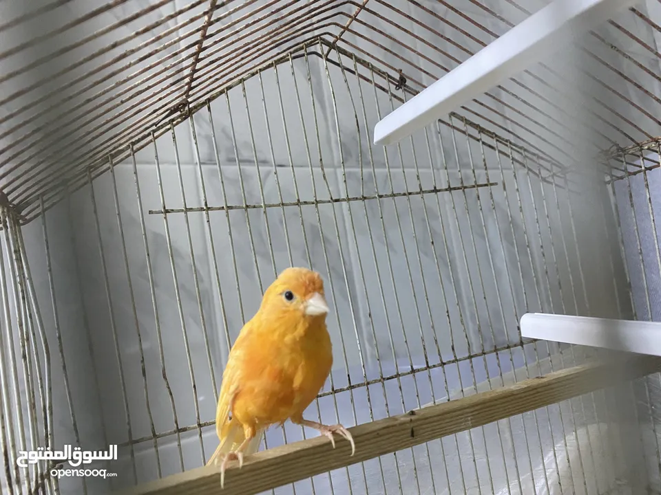 كنار احمر للبيع صحه ونضافة مع القفص كامل للبيع لعدم التفريغ