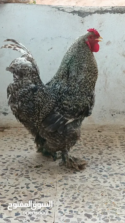 ديوك براهما بيور