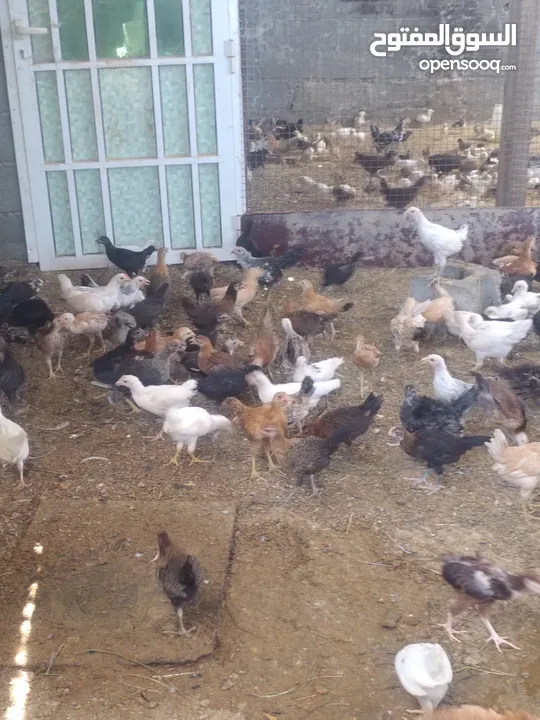لبيع دجاج عماني وشي هجين