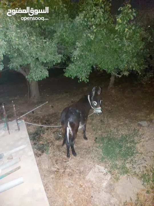 كره  للبيع قطعه نضيفه