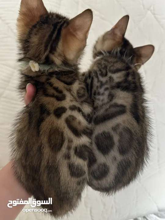 Bengal Kittens - قطط بنغال