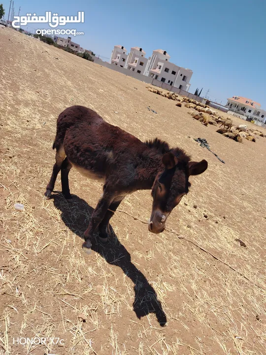 حمار غنم للبيع قابل للبدل