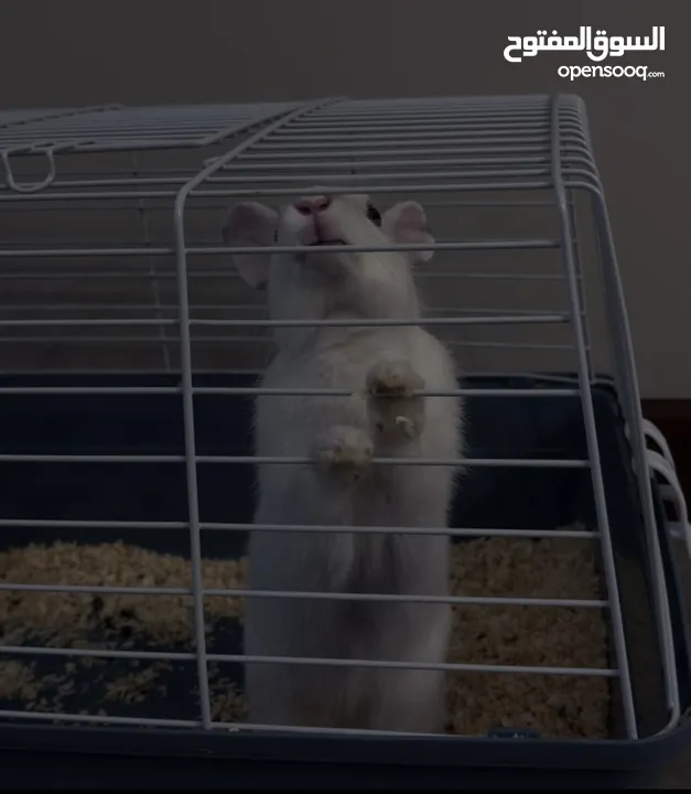 Selling a Dwarf Rex Mix Rabbit