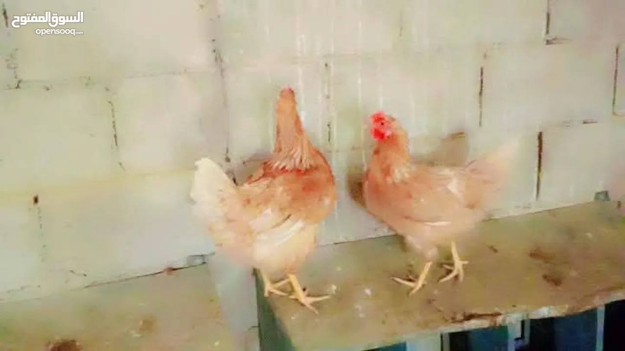 متاح صيصان لوهمان اصلي