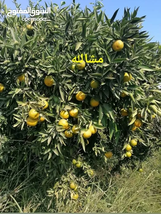 مزرعه مثمره للبيع