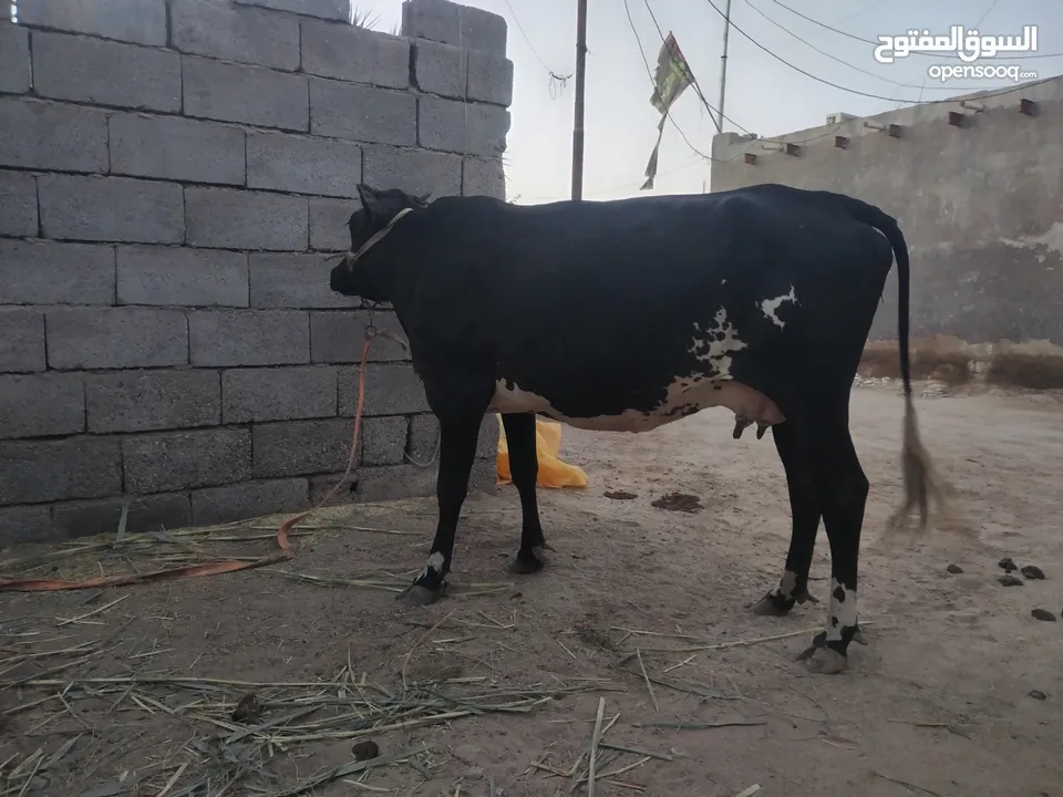 هايشه بجر ام 2 بطن جواه عجل هايشه كل شروط الجني بيه حليب خير من الله مكاني البصره ابو صخير