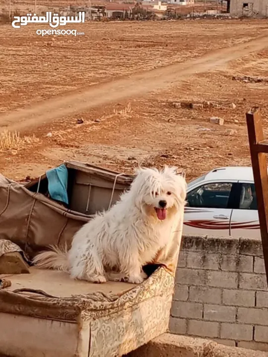 ذكر كوتون دي تولير ............للتفاصيل الاكثر للتواصل واتس او ع السوق المفتوح