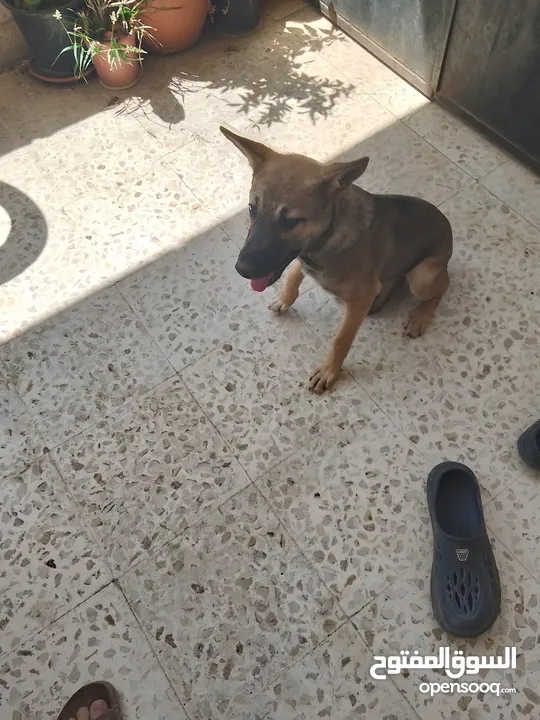 اكلاب للبيع جولدن وا مالينو