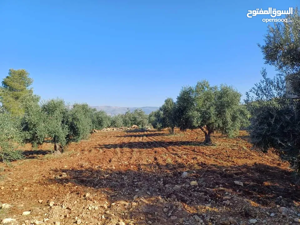 جرش  ثغرة عصفور  الغربيه