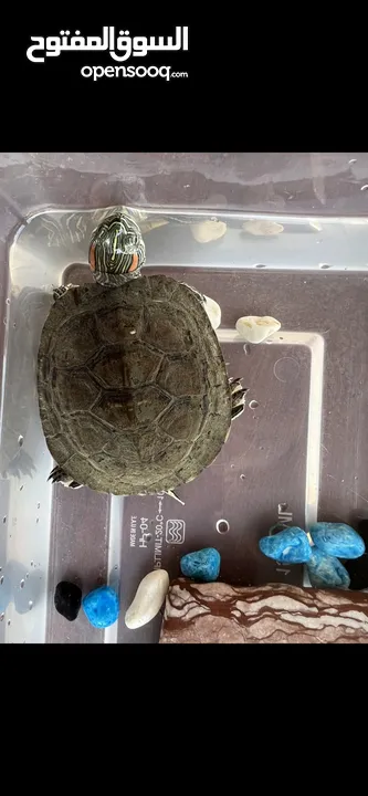 للبيع سلحفاة turtle