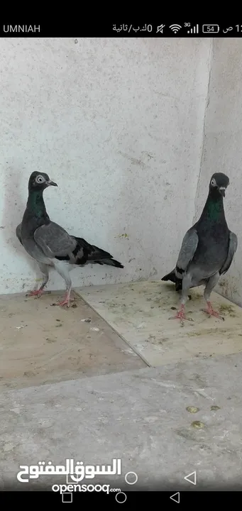 حمام شلبي نخب اول