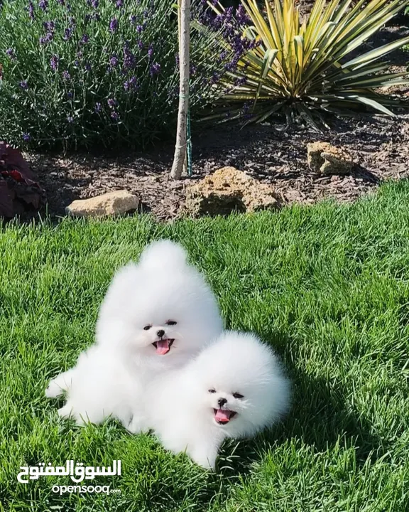 Pomeranian puppies
