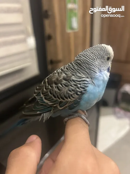 طائر حب نادر أليف  A rare love bird