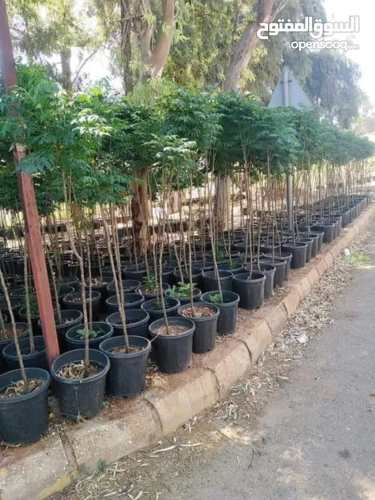 ركن المنزل لخدمات الزراعة العامة وتنسيق الحدائق وصيانتها مع خدمة التوصيل لكافة محافظات المملكة