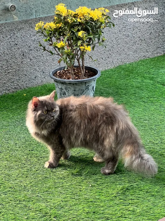 Cats for sale (persian, himalayan, etc)