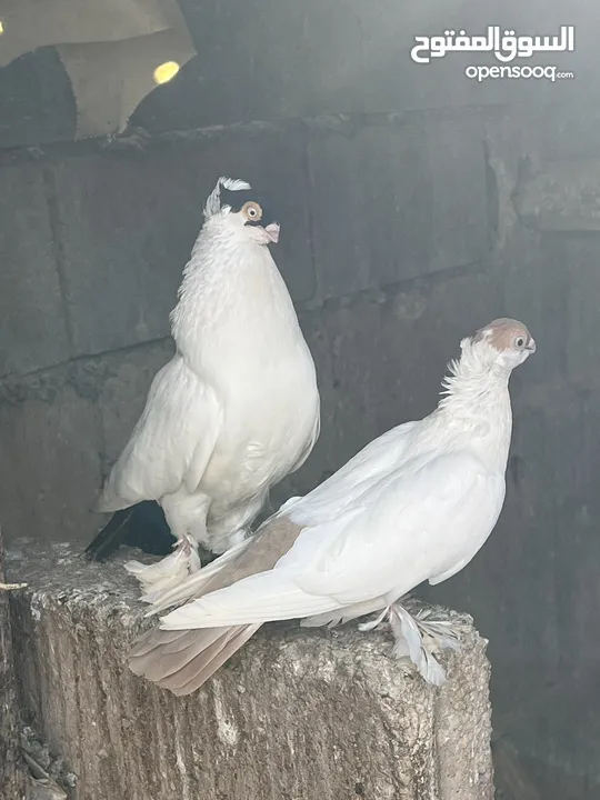 حمام زواج زق