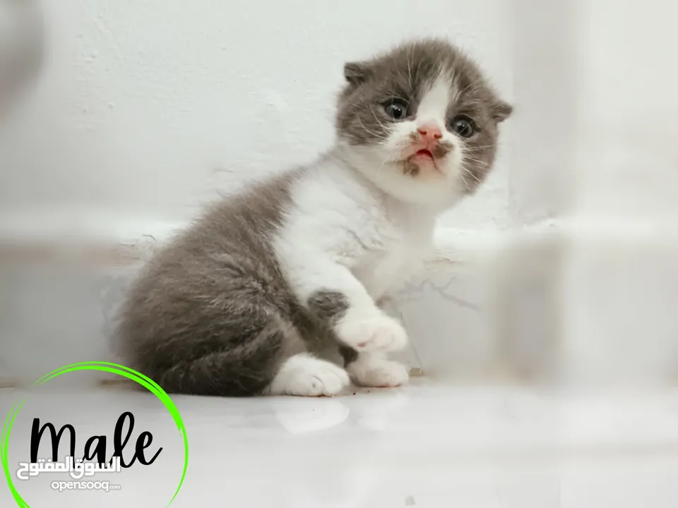 Purebred Scottish Straight and Fold lilac bicolor kittens.