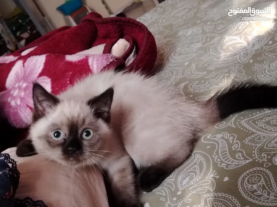 50days Ragdoll mix with Persian