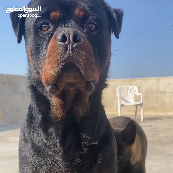 ذكر روت وايلر وذكر مالينوا للبيع اقرأ الوصف بالكامل