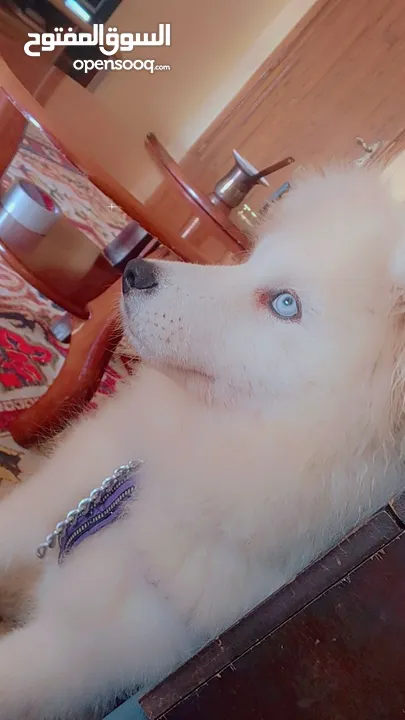 سامويد ..     Samoyed   .... The Samoyed is a pure dog. And rare eyes. Very smart dog