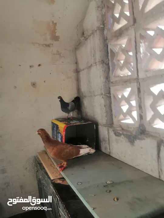 طيره زاجل زرقا محترمه