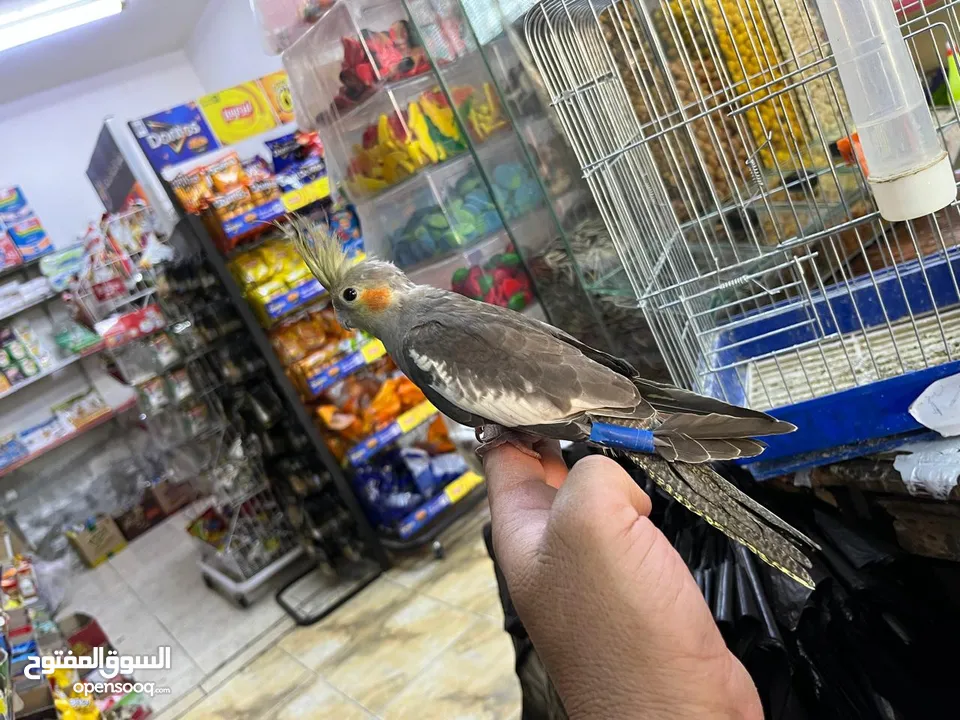 طير كوكتيل