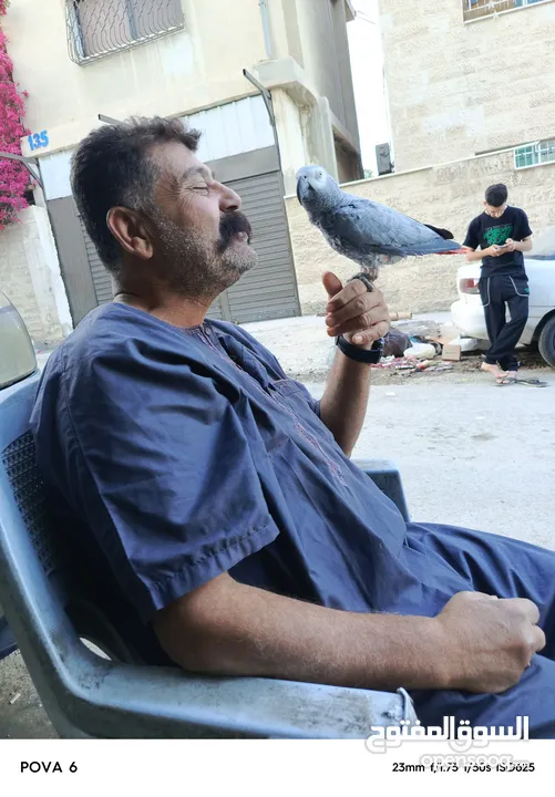 ببغاء  كاسكو افريقي للبيع