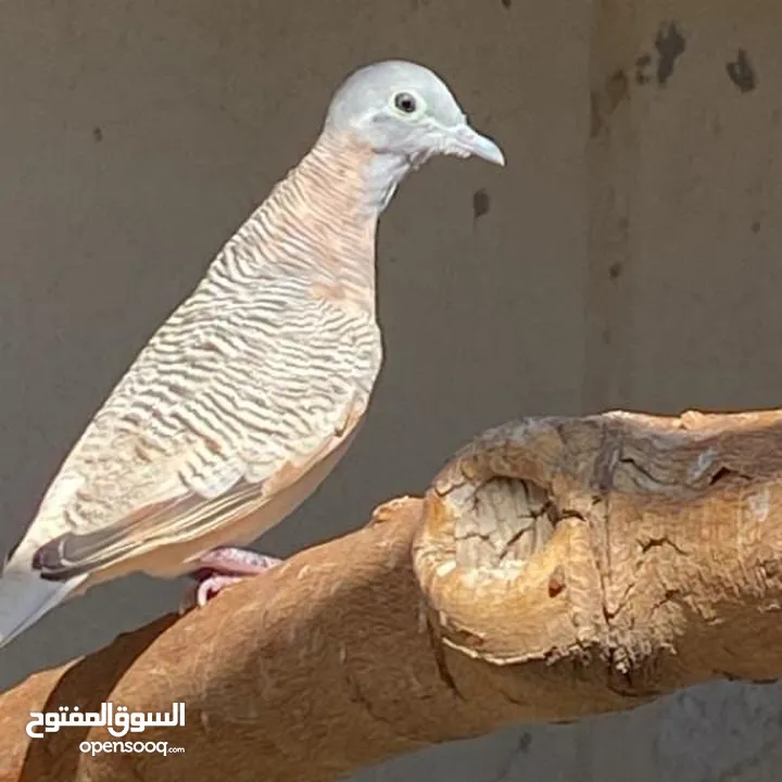 زيبراء دوف 3 حبات 2 من بطن واحد ذكر وانثى 1 ذكر