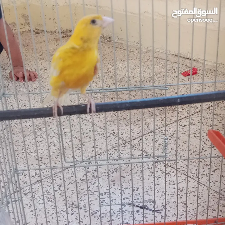عصافير كناري