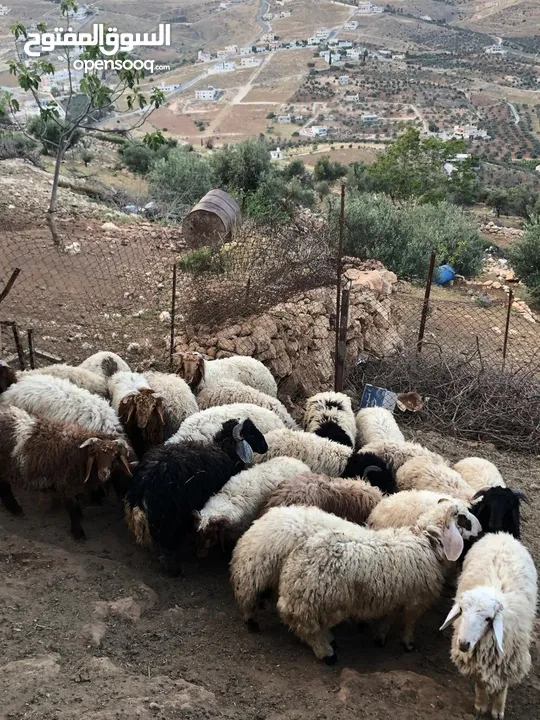 22 خاروف وزن قائم من 35 الى 50 كيلو
