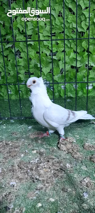 فحول مطير وزق