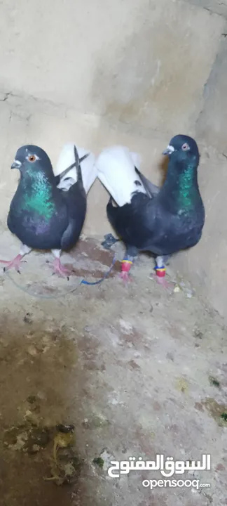 الحمام البيع في السلط