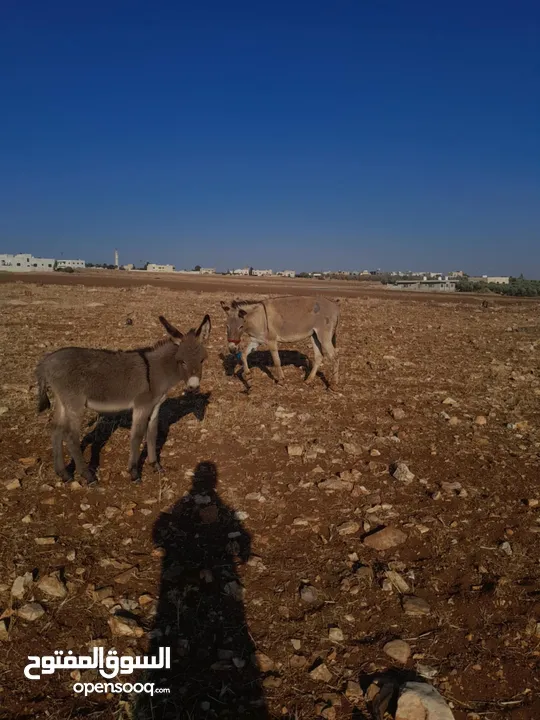 حماره للبيع  مع جحشها
