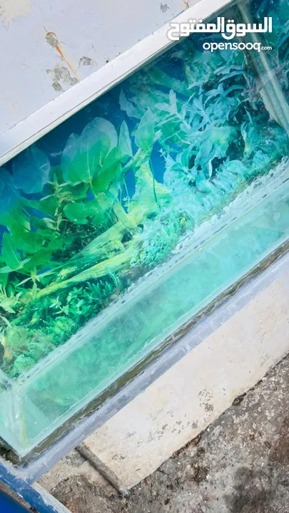 حوض سمك للبيع جميع أغراضه معه طول متر وربع عرض نص متر عمق نص متر
