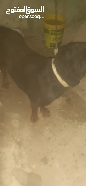 جوز كلاب روت ويلر ولانثى معشره