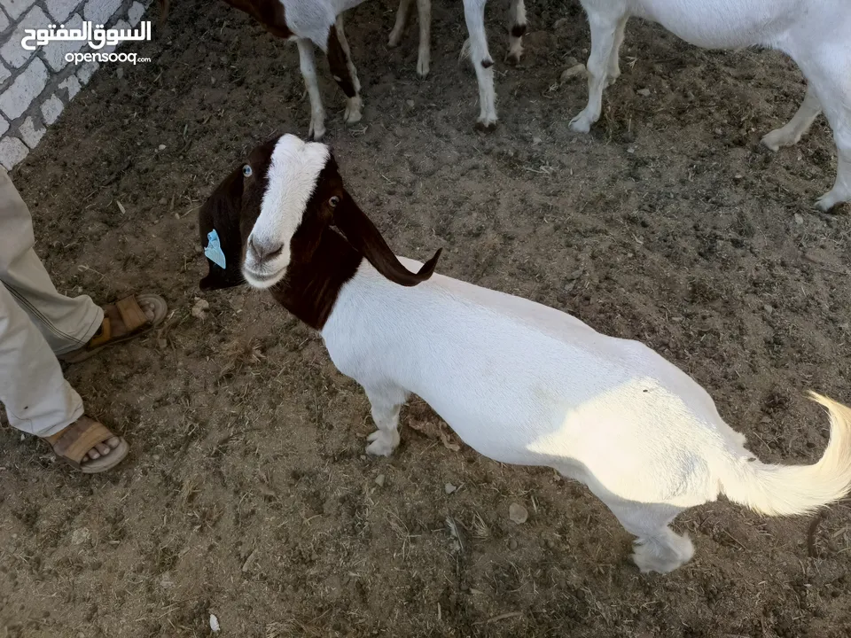 ماعز خليط موجود كمية