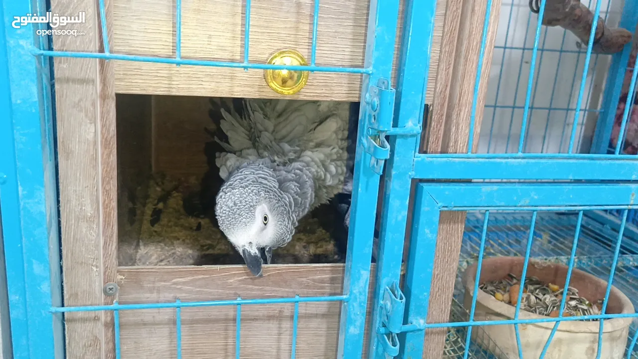 مزرعه طيور مميزة