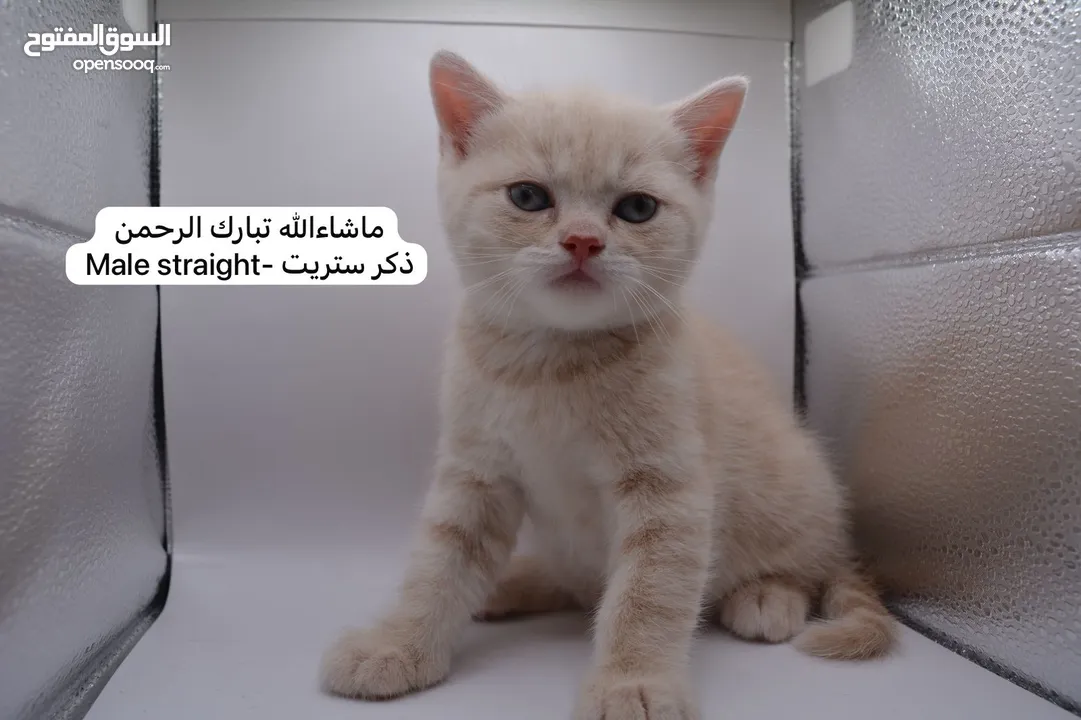 سكوتش كيتن فولد وستريت الوان مميزه ليلك ومشمشي وغيرها 15 كيتن
