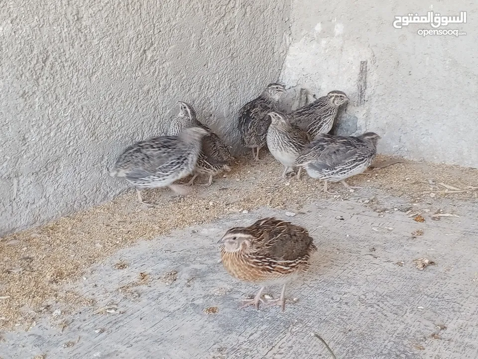 فربات للبيع ....