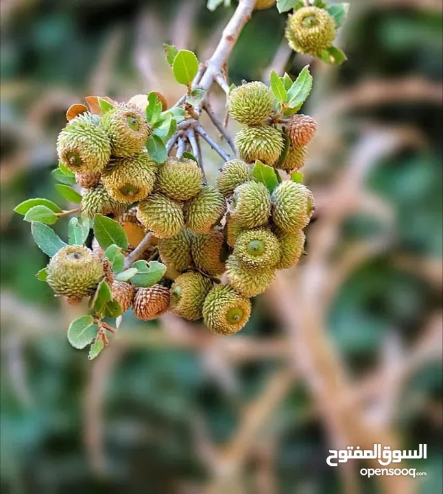 4 دونمات جلعد قرب مطعم نسيم الجبل