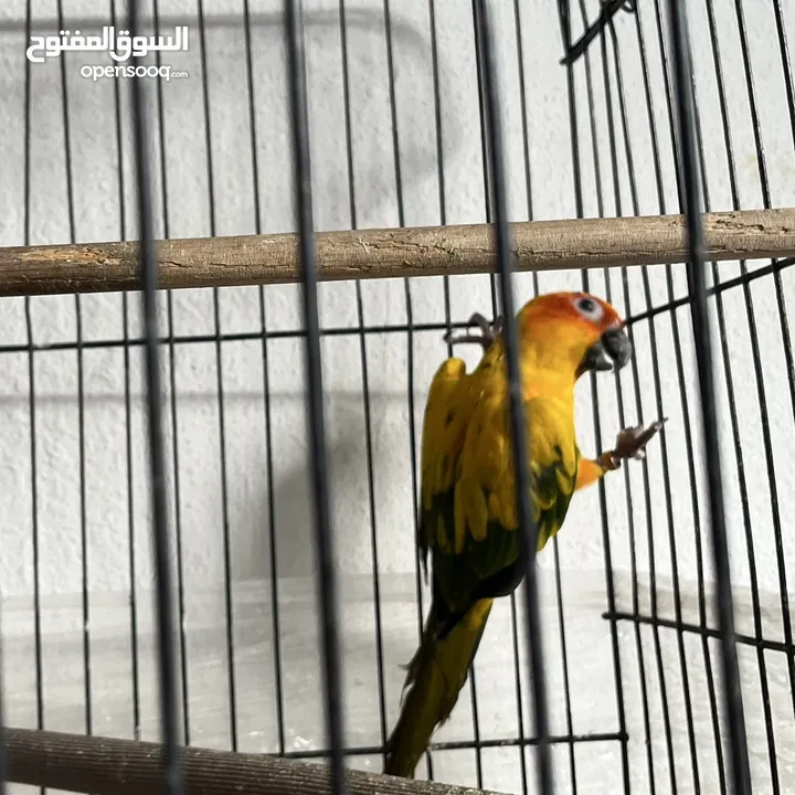 ببغاء صن كنيور  Sun Knior Parrot
