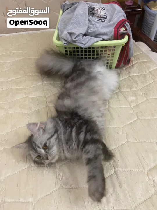 Persian cat for free adopt