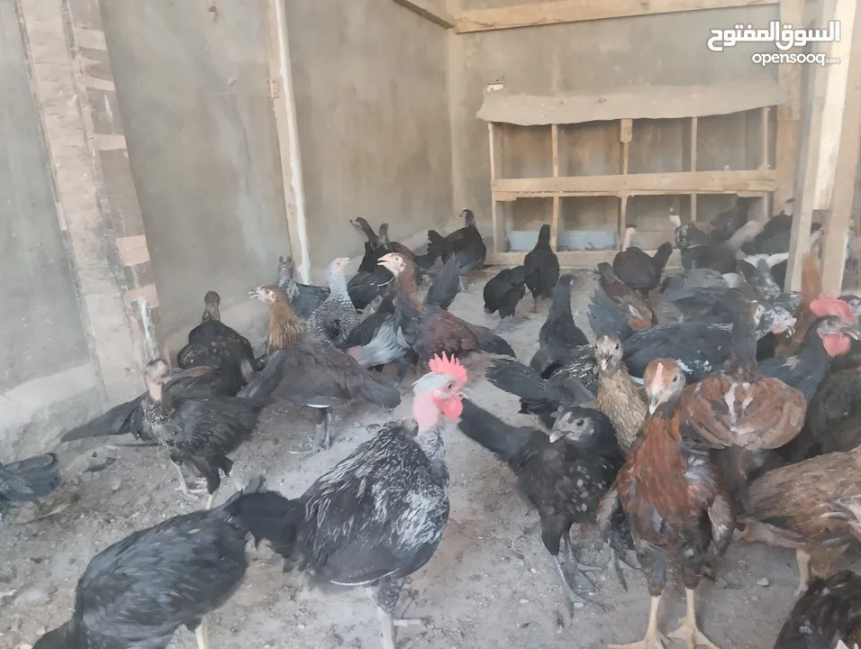 فراخ بلدي للبيع