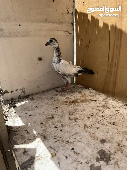 فراخ زواجل فطم جديد و7 حبات طيور حمام صواريخ