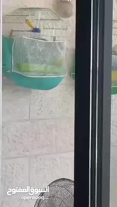 كناري 3 فحوله صوت نار  مع جميع اغراضهم
