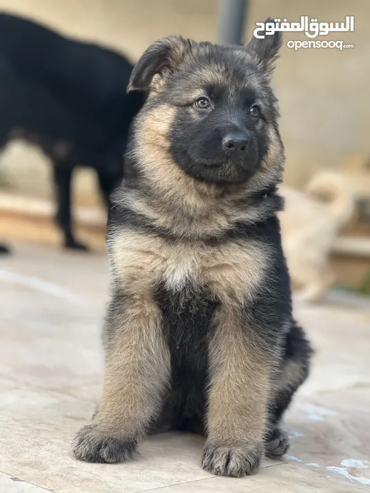 (German shepherd dogs).. High quality king size German shepherd long hair puppies