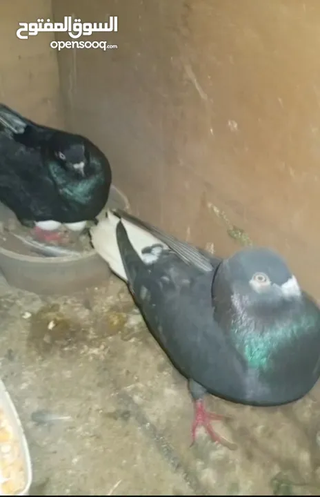 جوز بواز ابيض بطاردن علا بيض جوز نوري اسود قاعد علا بيض جوز ذبابنه بطارد علا بيض جوز وقواق قاعد علا